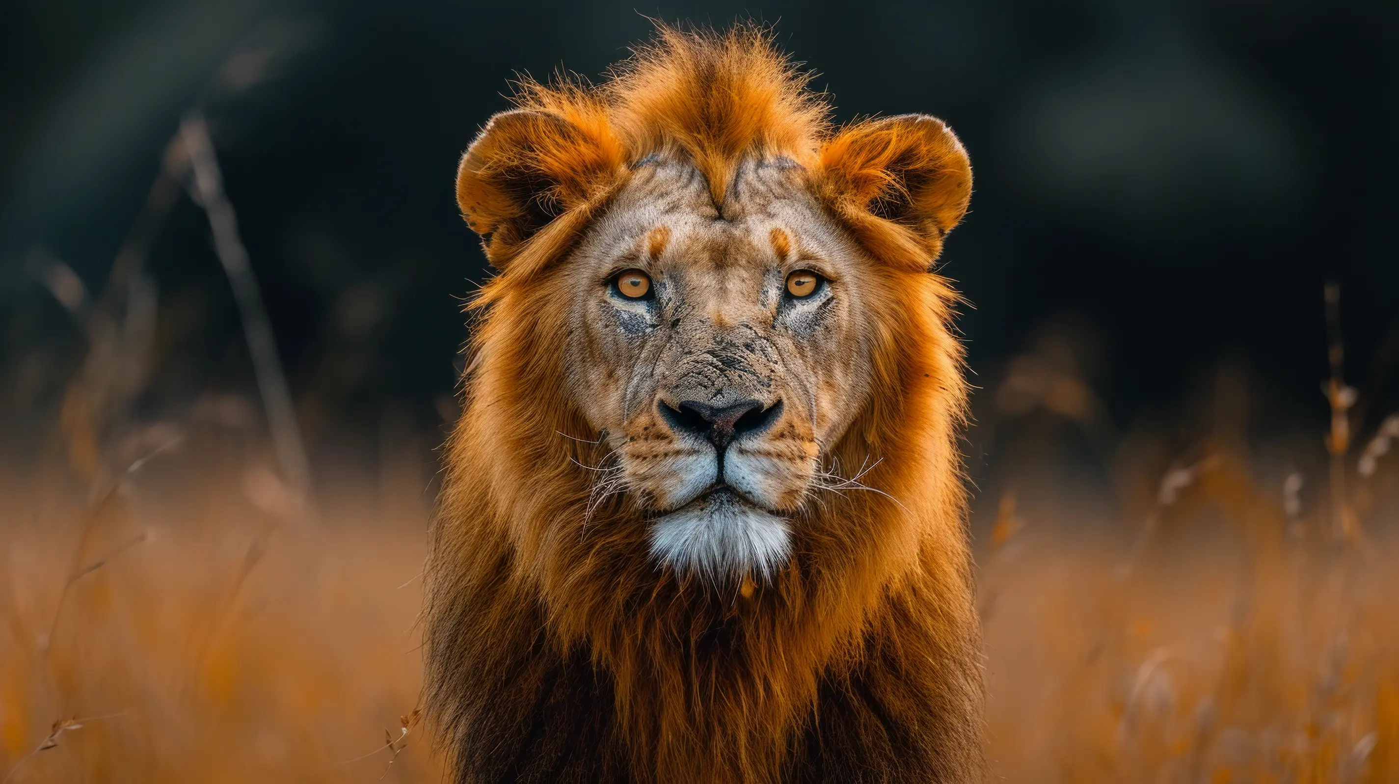A magnificent Lion